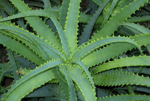 Kalanchoe ārstē vīriešu kaites