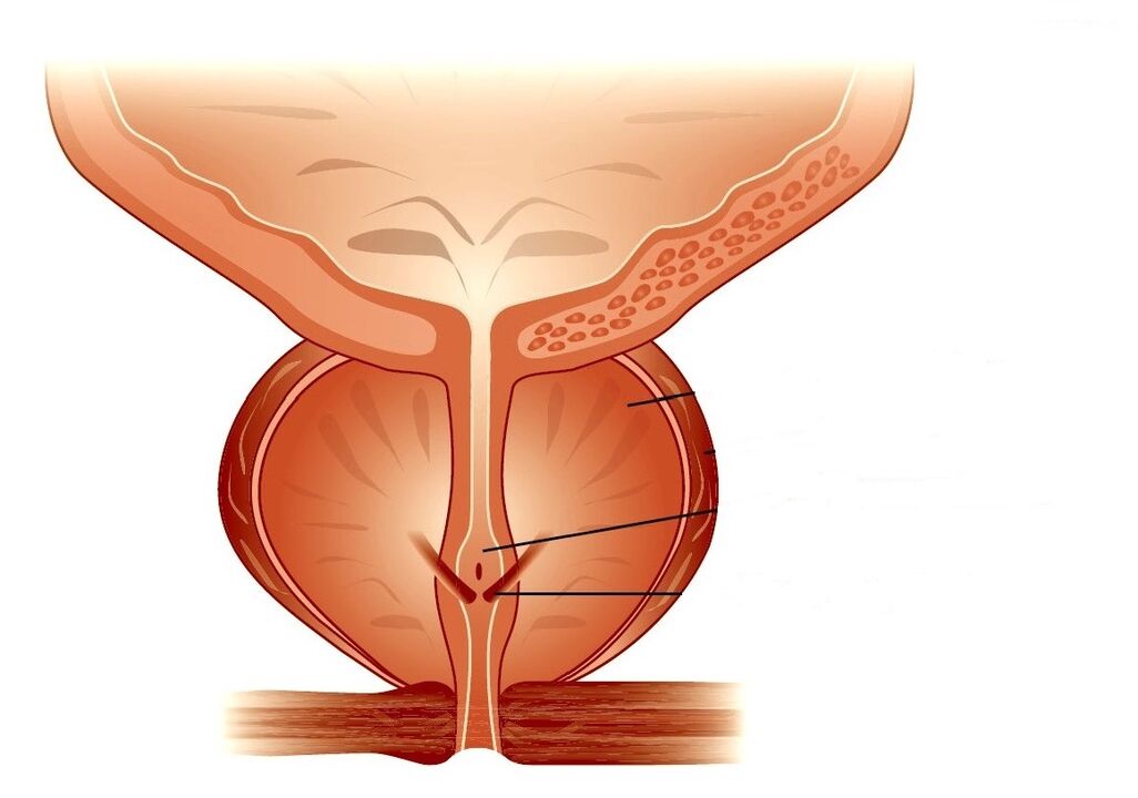 prostatas struktūra un hronisks prostatīts